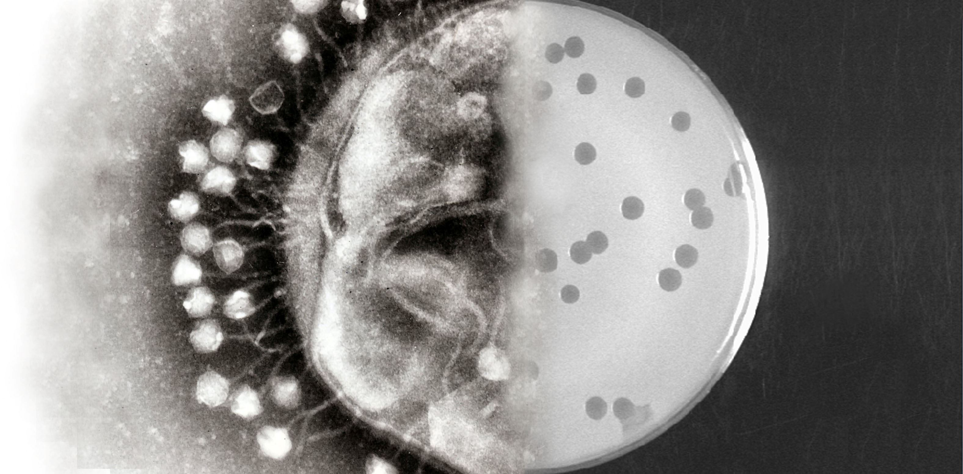 Images Wikimedia Commons/22 Emily Brown Bacteriophages_at_work.jpg